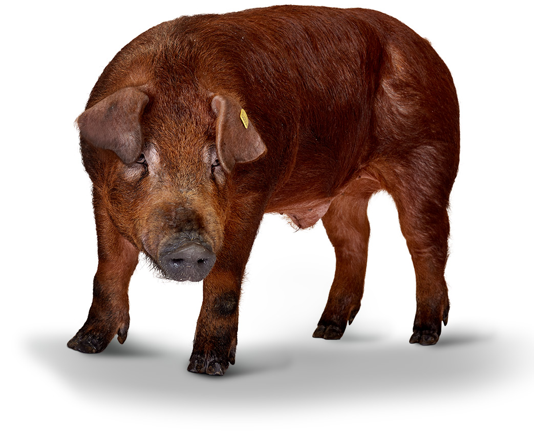 DanBred Duroc Pluk Boekel
